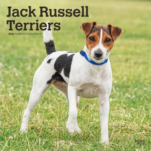 Jack Russel Terriers – Jack Russel Terrier 2026 – 16-Monatskalender: Original BrownTrout-Kalender [Mehrsprachig] [Kalender] (Wall-Kalender)
