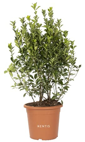 KENTIS - Euonymus Japonicus - Japanischer Spindelstrauch – Winterharte Pflanzen für Garten – Hoch 60-80 cm Topf Ø 24 cm