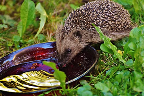 hansepuzzle 20362 - Igel Puzzle 2000 Teile - Tierwelt Motiv mit hochwertiger Aufbewahrung: Kartonbox und wiederverschließbarem Beutel - Format 90 × 60 cm