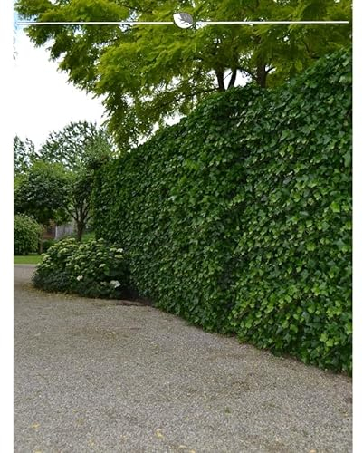 Irischer Efeu 175-200 cm IM TOPF. Angebot: 50 Hedera immergrüne Kletterpflanzen