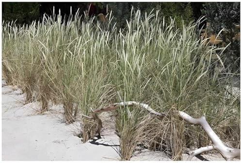 Stauden Gänge 1 x Ammophila arenaria Strandhafer winterhart | Strandhafer – winterhartes Ziergras & Dünengras für sonnige Standorte, mehrjährig, sandfest, XXL Topf (23 cm)