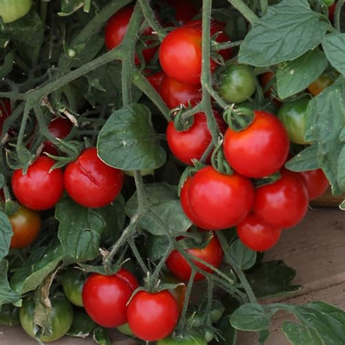Perfect Plants - Tomato Plants Tumbling Tom in 3 x 9cm Pots - Garden Ready to Plant