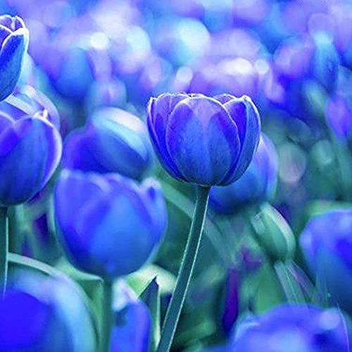 FStening 5 Pezzi Blu Raro Tulipani Bulbi Fiori Recisi Ornamentali Fai Da Te Facili Da Piantare Creano Un'atmosfera Diversa Adatta Per Decorare Il Cortile Del Giardino