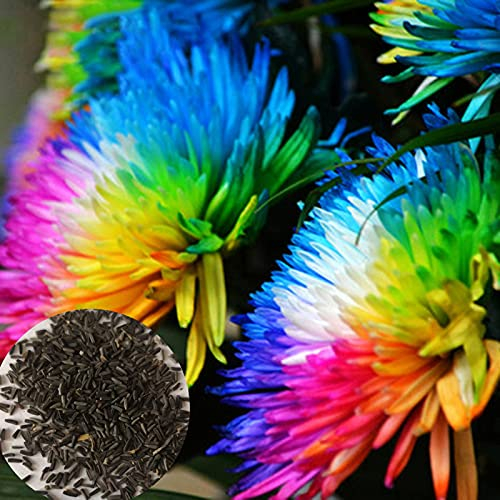 Luojuny Garten kerne Dekorative schöne fettarme Blüte Regenbogen Chrysanthemen samen für Hof