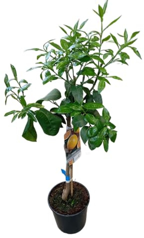 Árbol de Pomelo Natural – Frutal de 1m de Altura en Maceta de 17cm Ideal para el Jardín y el Huerto