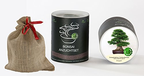 Seedeo Bonsai Geschenk - Set Dreispitzahorn (Acer buergerianum) Freilandbonsai