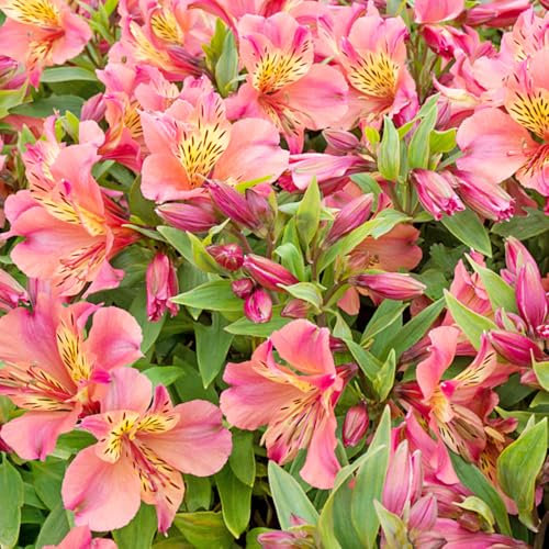 Semi di fiori di Alstroemeria, semi di fiori Giglio peruviano soggiorno vasi per piante fiori ornamentali vaso per piante mini giardino semi da giardino piante da giardino semi di 500pcs
