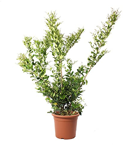 KENTIS - Ligustrum Texanum mit Jutedekoration für Vase - Liguster - Echte Winterharte Pflanzen für Garten - Heckenpflanze - Hoch 125-150 cm Topf Ø 30 cm