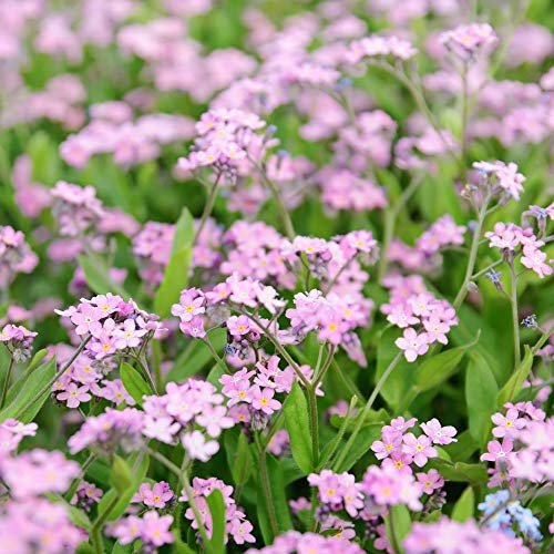 Pink Vergissmeinnicht Samen - Myosotis Vergissmeinnicht