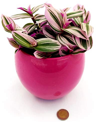 POWERS TO FLOWERS - TRADESCANTIA NANOUK XL IN VASO CERAMICA FUCSIA SFERICO, pianta vera