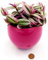 POWERS TO FLOWERS - TRADESCANTIA NANOUK XL IN VASO CERAMICA FUCSIA SFERICO, pianta vera