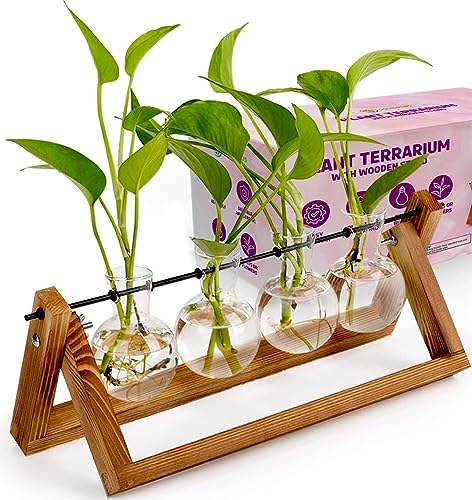 SOLIS PLUS Pflanzenanzuchtstationen Terrarium mit Holzständer - Holz Terrarium Ständer mit 4 Glas-Pflanzgefäßen für Zimmerpflanzen - Luftpflanzenhalter für Zimmerpflanzen, Haus und Büro Dekor