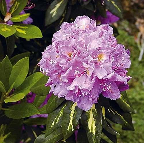 Großblumige Rhododendron Goldflimmer 50-60cm - Alpenrose - lebende Gartenpflanze aus den Baumschulen