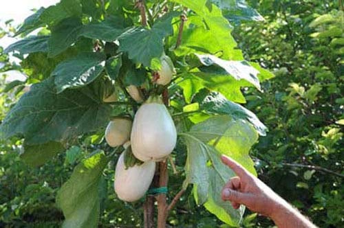 Portal Cool 30 semi Solanum torvum (Albero melanzane pomodoro)