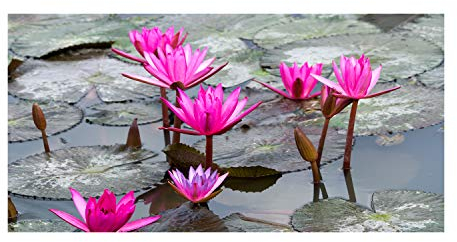 Tulup Glas-Bild Wandbild aus Glas - Wandkunst - Wandbild hinter gehärtetem Sicherheitsglas - Dekorative Wand für Küche & Wohnzimmer 120x60 - Blumen & Pflanzen - Lotusblume - Rosa