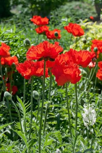 Papaver orientale 'Rembrandt' ca. 9x9 cm Topf - Orientalischer Mohn, leuchtend rote Blüten, Blütezeit Mai-Juni, ideal für Rabatten, pflegeleicht und winterhart
