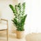 Fleurs et Délices - Plante verte - Plante d'intérieur - Zamioculcas - 80/90 CM - avec cache pot - Fabrication Française Artisanale de Qualité - Plante à Offrir