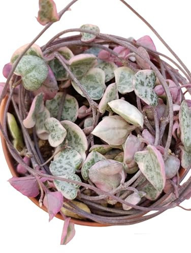 Ceropegia woodii variegata pianta vera del cuore filo di perle pianta grassa pendente succulente fiorite