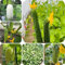 300 pcs Gurkensamen, Gurken Samen, gemüsepflanzen jungpflanzen winterharte kübelpflanzen Cucumis Sativus, Salatgurke, saatgut wintergemüse gemüsesamen alte sorten zimmerpflanzen wenig