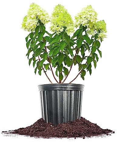 Perfect Plants Limelight Hydrangea, 1 Gallon, Flowering Shrub