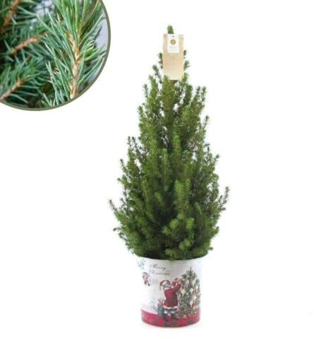 Plants by Frank | Weihnachtsbaum Klein im Christmas Topf | 1x Picea Conica 'December' | 19 cm Ø | 60 cm | Zuckerhut fichte | Zuckerhutfichte kaufen | Tannenbaum klein