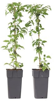 Plant in a Box - Clematis montana 'Grandiflora' - 2er-Set - Waldrebe - ⌀50cm - Höhe 60-70cm