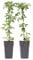 Plant in a Box - Clematis montana 'Grandiflora' - 2er-Set - Waldrebe - ⌀50cm - Höhe 60-70cm