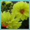 Original-Pack 30 gelbe Dahlie-Blumensamen Stark duftenden Garten A202