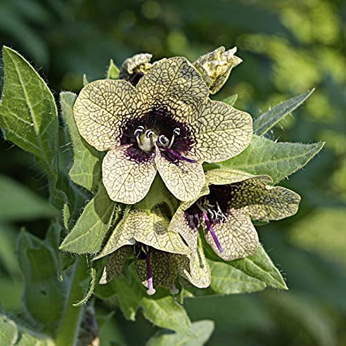 Oce180anYLVUK Hyoscyamus Niger Samen, 1 Beutel Natürliche Hoch Ertragreiche Hoch Ertragreiche Natürliche Überlebenssamen Einfach Zu Pflanzen Hyoscyamus Niger Samen Für Zu Hause Hyoscyamus niger Samen
