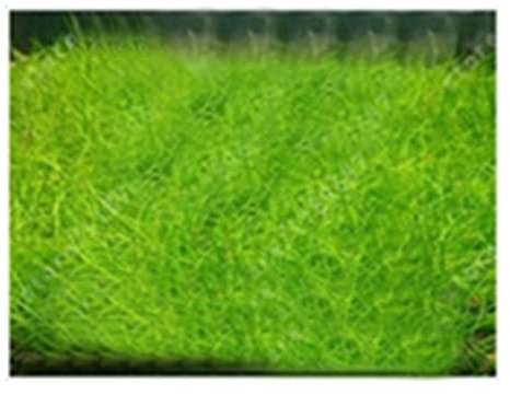 Haloppe 10g Acqua Erba Piante Semi per la casa Giardino Piantare, Acquario Acqua Semi di erba Pianta idrofila Bonsai Paesaggio Decor Mini semi pelosi