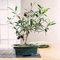 Bloom Green Co. Rare Mini Olive Bonsai Bonsai esotica Fresca Albero Bonsai (Olea europaea) Olive Tree Olive Bonsai Garden Supplies10PCS