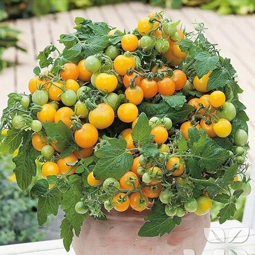 Golden Nugget Tomato Seeds - Yellow Cherry Heirloom Tomato Plant Seed