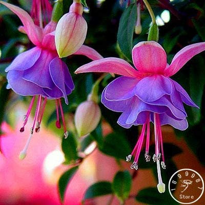 Sump Fresh 50 Stück Fuchsia-Samen mit doppelten Blütenblättern zum Pflanzen, Blau, Rosa, 1