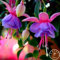 Sump Fresh 50 Stück Fuchsia-Samen mit doppelten Blütenblättern zum Pflanzen, Blau, Rosa, 1