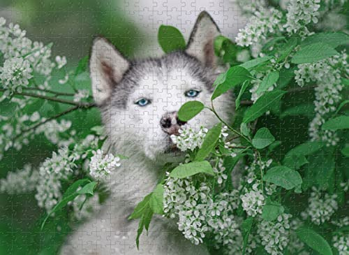 2000-teiliges Puzzle „Husky“ – Herausforderndes Familienspielzeug, 70 x 100 cm