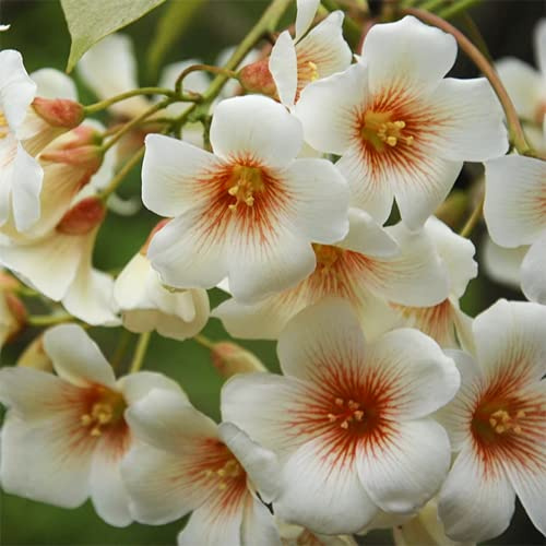 CHTING 200 Piezas Semillas De Paulownia Blanca Con Rayas Oscuras Las Variedades Especiales Se Destacan En Muchos Ramos Con Alto Valor Ornamental