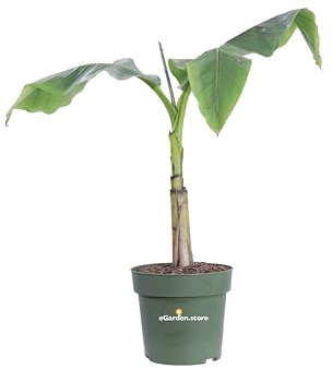 Pianta di Banano Giapponese Pianta di Musa Basjoo pianta ornamentale di banano pianta da interno o esterno pianta da arredo pianta vera venduta da eGarden.store