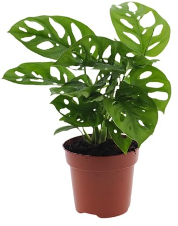 Monstera adansonii | Affenblatt | ca. 25-30 cm | ø 12-15 cm Topf | Pflegeleichte Zimmerpflanzen für Wohnung und Büro | Qualität vom Pflanzen Profi | Ideale Raumbegrünung
