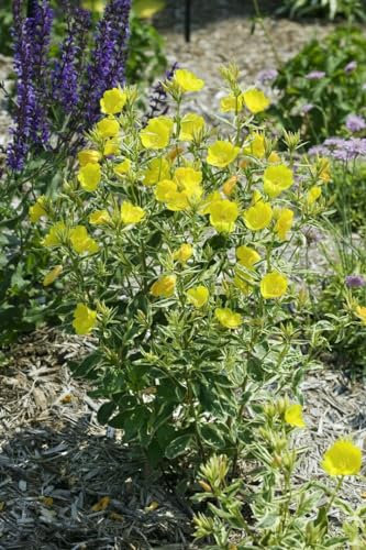 Oenothera tetragona ca. 9x9 cm Topf - Nachtkerze, leuchtend gelbe Blüten, Blütezeit Juni-August, ideal für Rabatten, pflegeleicht und bienenfreundlich