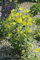Oenothera tetragona ca. 9x9 cm Topf - Nachtkerze, leuchtend gelbe Blüten, Blütezeit Juni-August, ideal für Rabatten, pflegeleicht und bienenfreundlich