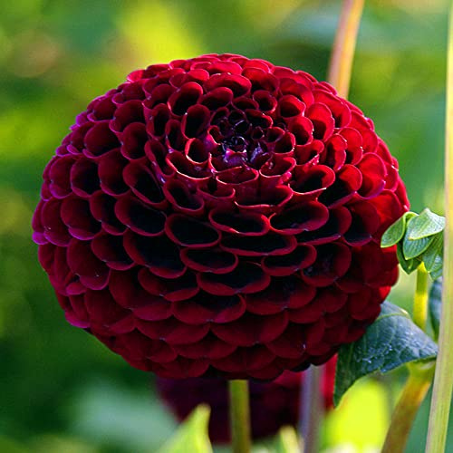Mehrfarbig Ertragreicherg. Verschiedenen Farben, Winterhart dahlien, Einfach Anzubauen, Pflegeleicht, Lange Blütezeit,-8 Dahlien -E