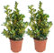 Evonimos o Boneteros planta Natural - Variedades Especiales para Setos Euonymous de 40 cm de Altura Aprox - Planta Arbustiva de exterior - Planta Natural - Planta Viva (Pack 2 Eu.Luna)