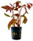 AquaOne Aquarium Pflanze Alternanthera Lilacina 'Purple' 'Lila' I Wasserpflanze Aquariumpflanze Stängelpflanze voll durchwurzelt Aquascaping Dekoration