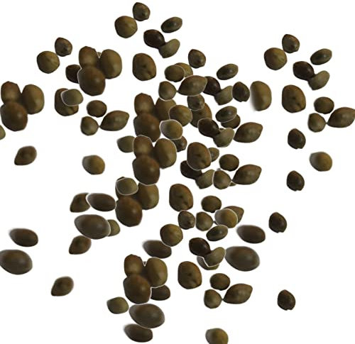 Generic Semi di vite di cipresso, semi di fiori 30 pezzi pieni di vitalità Tollerante alla siccità Rinfrescante facile Germinazione Semi di vite di cipresso Regalo di giardinaggio per prato Rosso