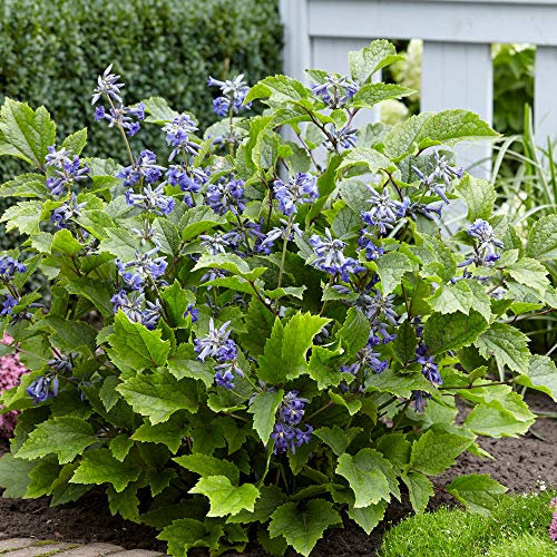 Clematis 'New Love’ Old Man’s Beard Herbaceous Hardy Perennial Beautiful Fragrant Violet-Blue Flowers attracts Wildlife Ideal for Pots and Borders 1 x 2 Litre Pot by Thompson and Morgan