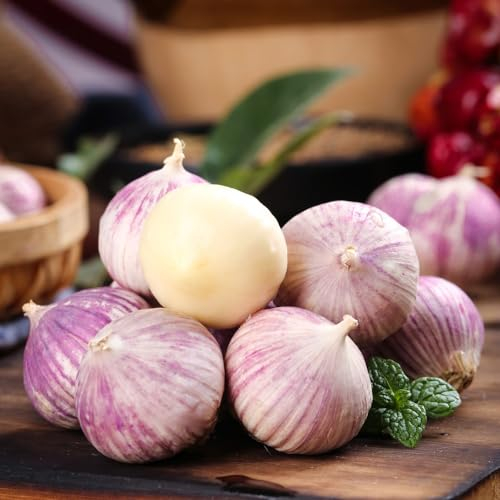 2 pcs Steckknoblauch(Garlic,Knoblauch) Gemüsepflanzen Zimmerpflanze Knoblauch Zum Pflanzen - Balkonpflanzen, Pflanzen Für Draußen Winterhart Gartenpflanzen Winterhart Mehrjährig Winterharte