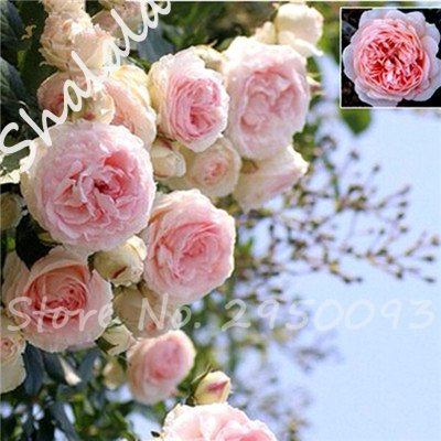 Giardino Serra pianta rampicante Roses semi Outdoor aerobici in vaso Rare Rosas Piantina Seeds Wedding della decorazione 10 pc/Bag 14