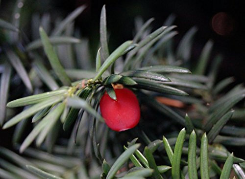 Eibe Taxus baccata Containerware 40-50 cm hoch heimische Eibe