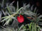 Eibe Taxus baccata Containerware 40-50 cm hoch heimische Eibe