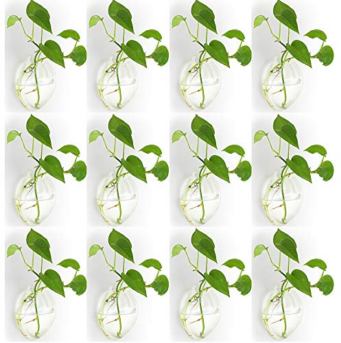 NUPTIO 12 Pièces Murales Suspendues Planteurs de Verre Pot - Eau Plantation Vases Air Fleur Vase Plante Terrariums Conteneur de Plantes